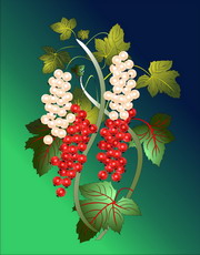Jolly Daubs Digitalkunst: Eine Traube voller Johannisbeeren.