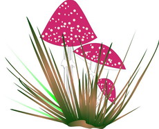 Jolly Daubs Digitalkunst: Zwei Fliegenpilze als Dekor.