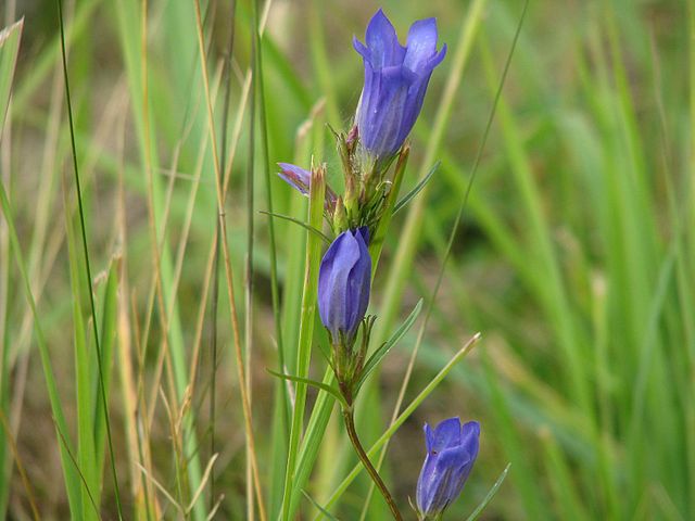 Wikimedia: Lungen-Enzian