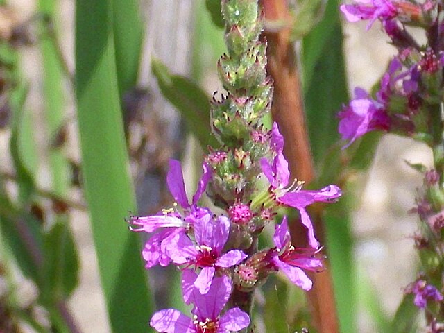 Wikimedia: Blut-Weiderich