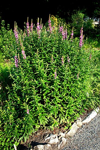 Wikimedia: Blut-Weiderich