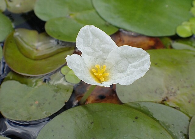 Wikimedia: Froschbiss