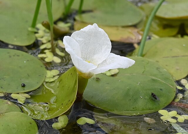 Wikimedia: Froschbiss