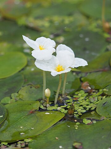 Wikimedia: Froschbiss