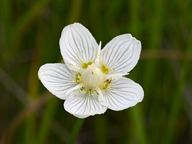 Wikimedia: Herzblatt