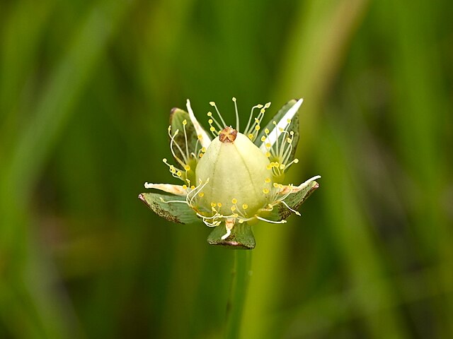 Wikimedia: Herzblatt