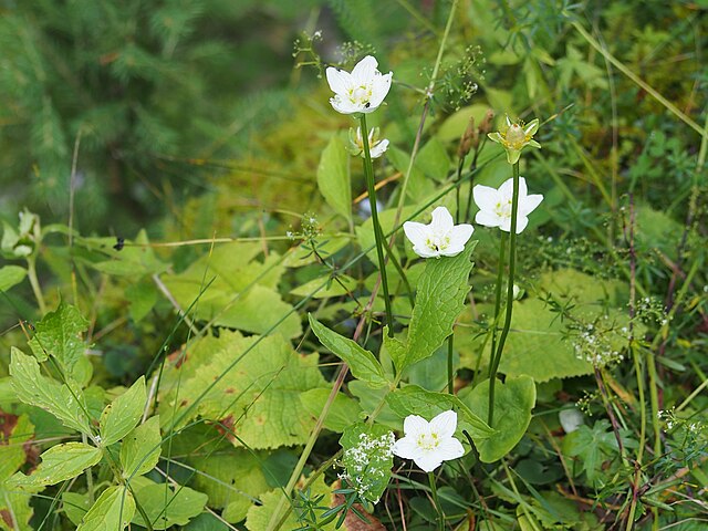 Wikimedia: Herzblatt