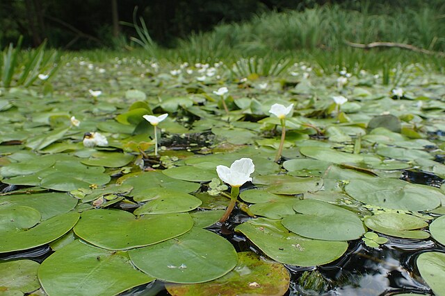 Wikimedia: Froschbiss