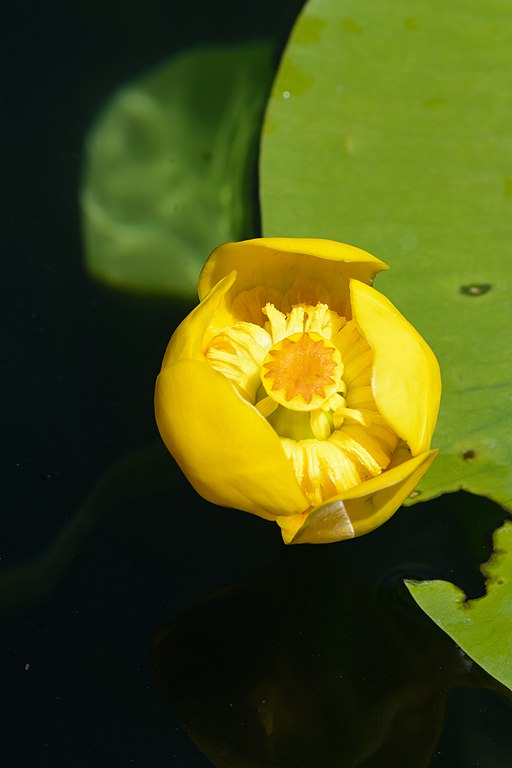 Wikimedia: Mummel
