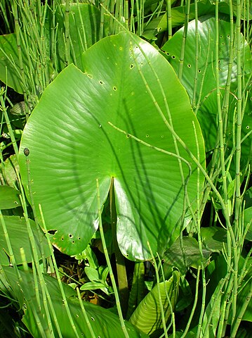 Wikimedia: Mummel