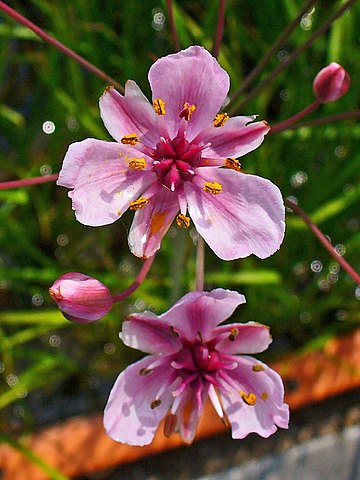 Wikimedia: Schwanenblume