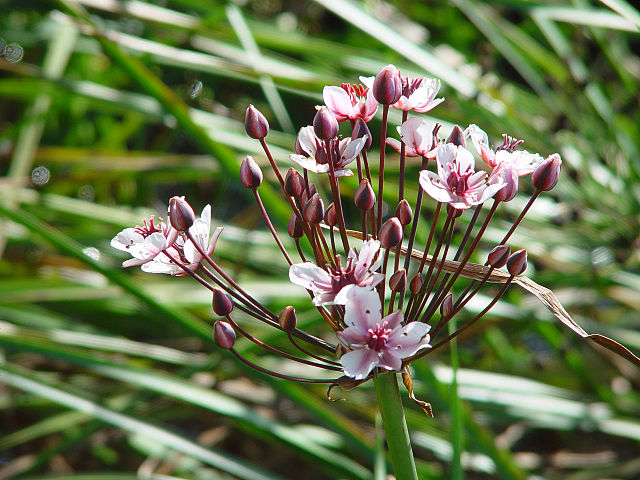 Wikimedia: Schwanenblume