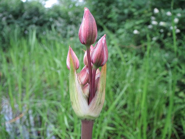 Wikimedia: Schwanenblume