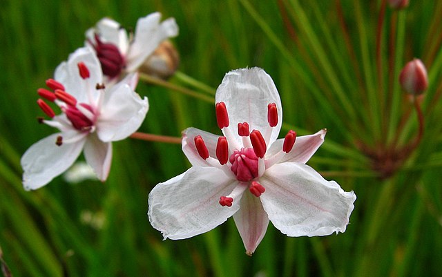 Wikimedia: Schwanenblume