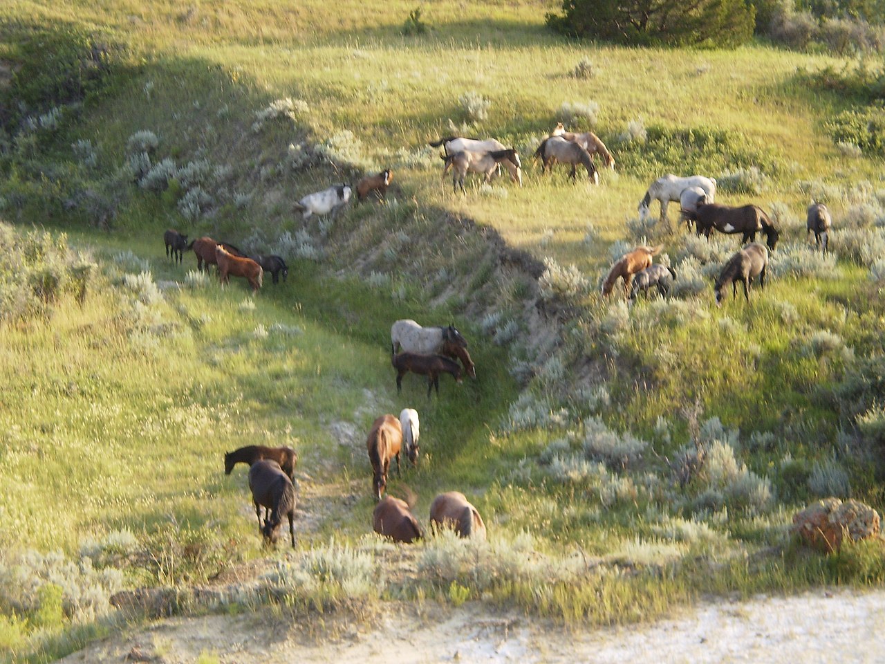 Wikimedia: Wildpferde im Roosevelt Nationalpark